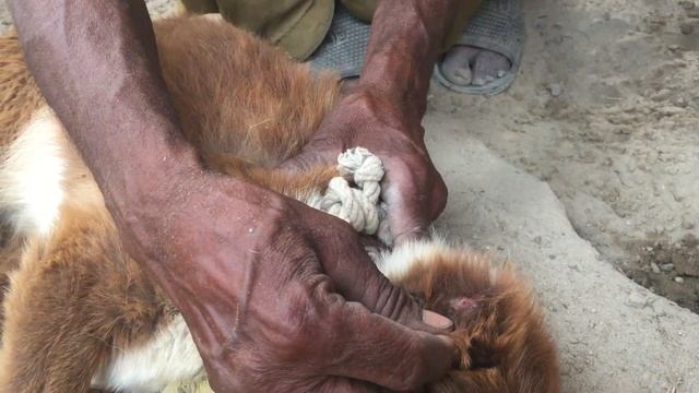 Remove Many Big Ticks From My Poor Dog | Help Rescue Poor Puppy From Big Ticks #18 смотреть онлайн