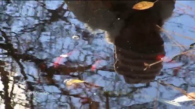 БравоСтудия ( будущая профессия - ветеринар) - читает наизусть  Полина Зюзюкова