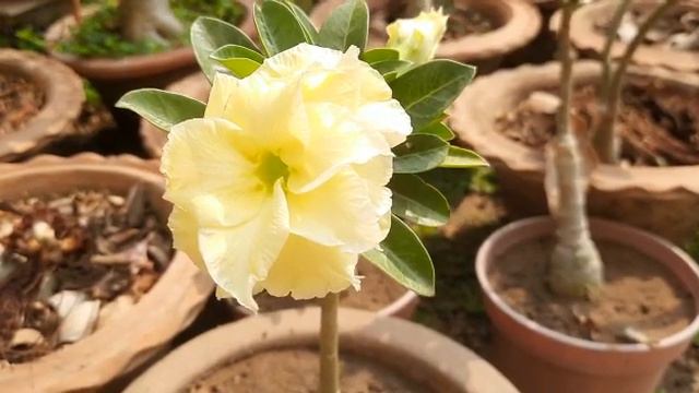 Adenium-14 смотреть онлайн