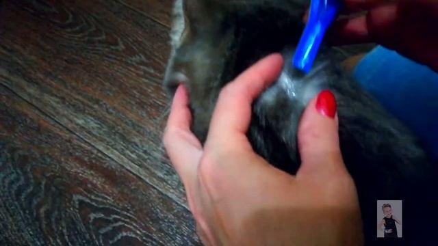 ОСТОРОЖНО! БЛОХИ! КЛЕЩИ! ПАРАЗИТЫ! Как обработать от них кота? Эффективное средство от ветеринара! смотреть онлайн