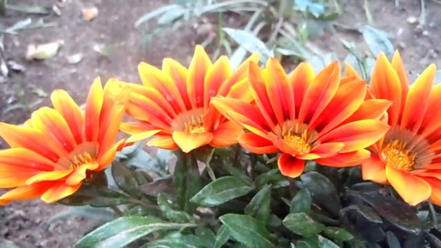 FLORES EN EL ASFALTO 52. Dormilona Margarita Africana Flor del Tesoro смотреть онлайн