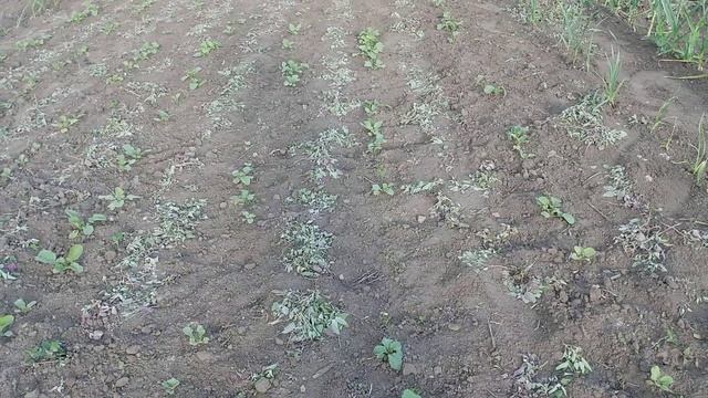 ✔Огород.Клубника.Монтируем капельный полив смотреть онлайн