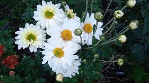 Ранняя зимостойкая корейская хризантема. Серия Энби Веддинг.