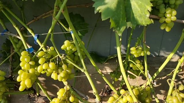 Виноград брависсимо и Гарольд 2021г. смотреть онлайн