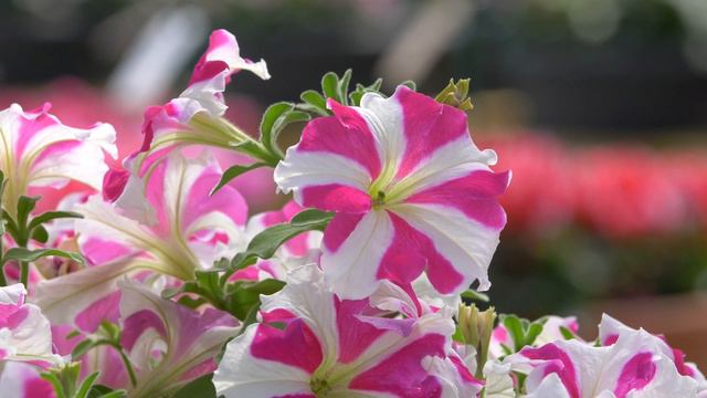 Petunia Skybox In 360° View