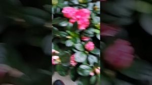 Азалия на штамбe уход, полив азалии, Stammazalee