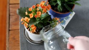 Чем Подкормить Каланхоэ В Домашних Условиях? Самые Эффективные Удобрения Для Супер Роста и Цветения