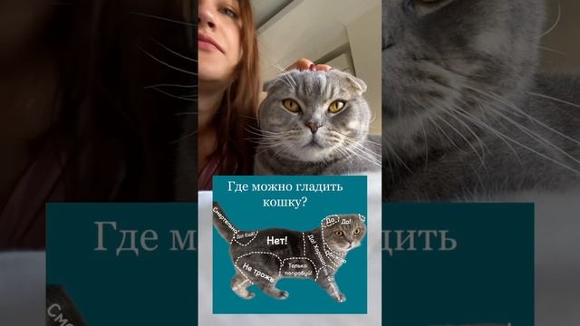 Где можно гладить кошку? смотреть онлайн