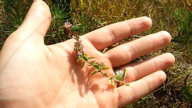 Materina dúška - Thymus serpyllum смотреть онлайн