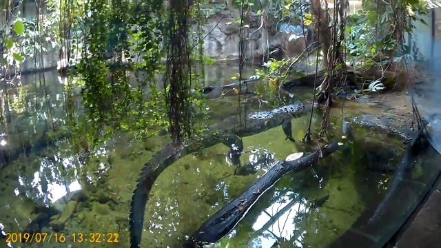 Путешествие по Европе. День 1. Зоопарк Шёнбрунн в Вене смотреть онлайн