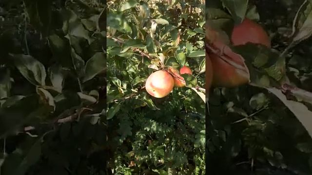 Яблоки кандиль китайская смотреть онлайн