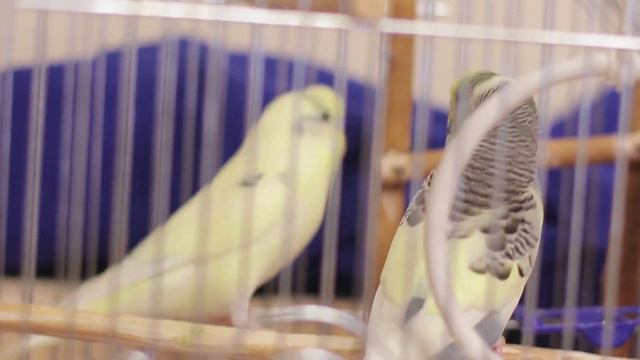 попугайчики поют волнистые попугаи смотреть онлайн