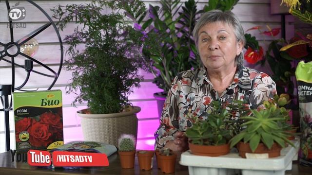 Суккуленты Уход в Домашних Условиях ✔️ Суккуленты необычные виды