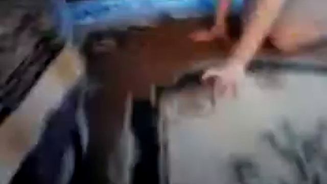 сумасшедшая собака смотреть онлайн