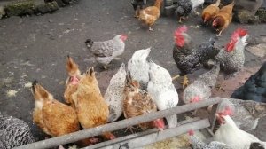 ??СТАРЫЕ КУРЫ НЕСУШКИ КОГДА УБИРАТЬ. ГОДОВАЛЫЕ КУРЫ С ПТИЦЕФАБРИКИ, стоит ли. ОТВЕЧАЮ НА ВОПРОСЫ