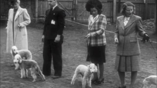 1946 года,выставка собак,Норвегия. смотреть онлайн