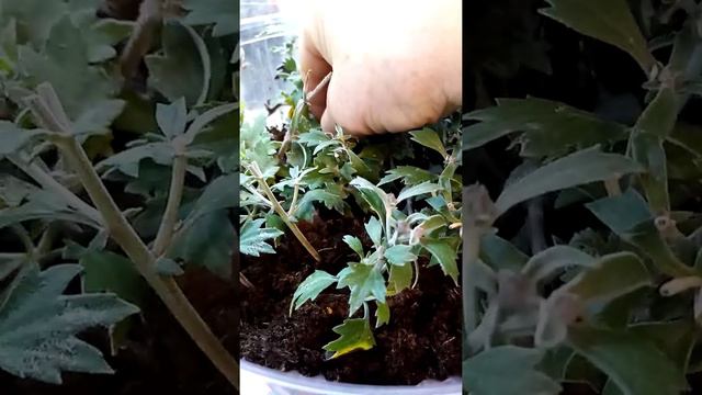 (102)Елена Архиповна. Черенкуем хризантемы. смотреть онлайн