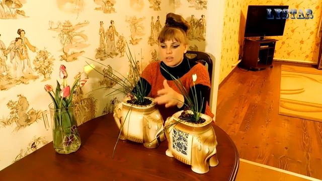 Зефирантес посадка выращивание уход размножение. Как посадить зефирантес. Цветок выскочка зефиранте смотреть онлайн