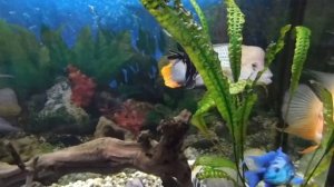 Северум Красноточечный.Характер и поведение в Цихлиднике.