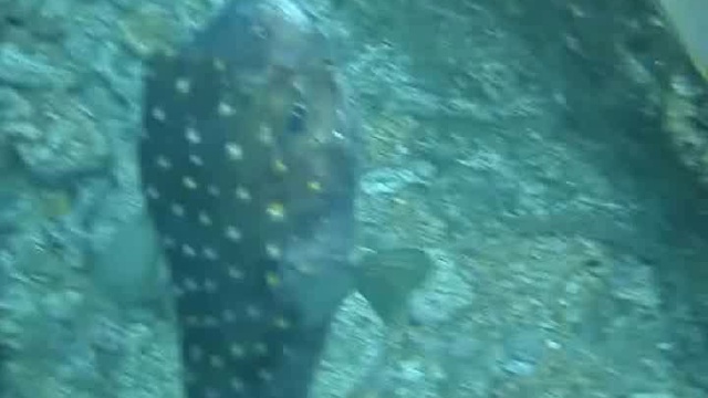 Super Fish – “Giant Diodon”