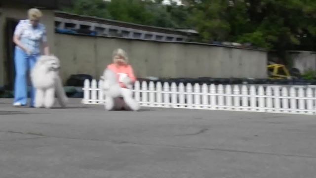 национальная 30мая2015г. лучший белый пудель смотреть онлайн