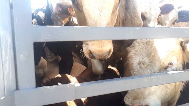 Перевозка телят, бычков на обычной газели смотреть онлайн