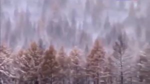 Жизнь в далекой тайге  Отшельники тайги  Из цикла ¦Таежная романтика¦