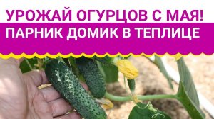 Самый ранний урожай огурцов! Парник-домик в теплице