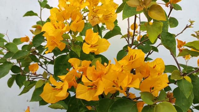 bougenville bonsai california gold смотреть онлайн