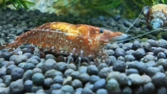Мой нано аквариум на 15 литров.2 недели жизни от запуска на старой воде. смотреть онлайн