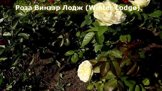 9 РОЗ цвета лимона и лайма. Насколько это возможно - зеленые розы? смотреть онлайн