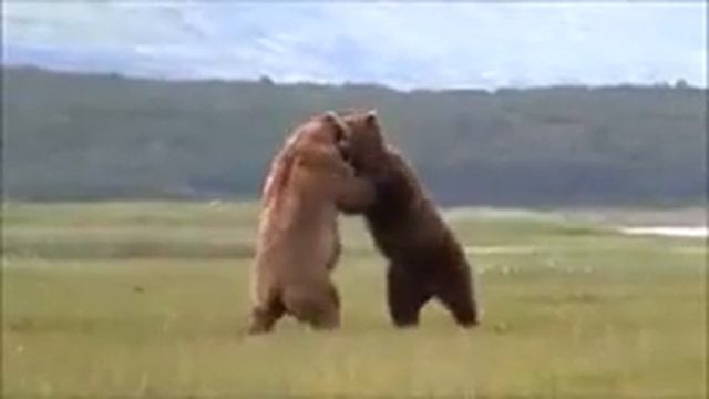 ТИГР СВИРЕПЫЙ ХИЩНИК НО ЕСТЬ НЕКОТОРЫЕ СЛУЧАИ КОГДА ЕМУ МОГУТ ПРОТИВОСТОЯТЬ... смотреть онлайн