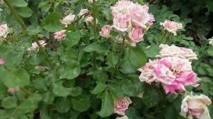 Роза спрей  ФЛАШИНГ.Компактный роза гүлы.#роза спрей