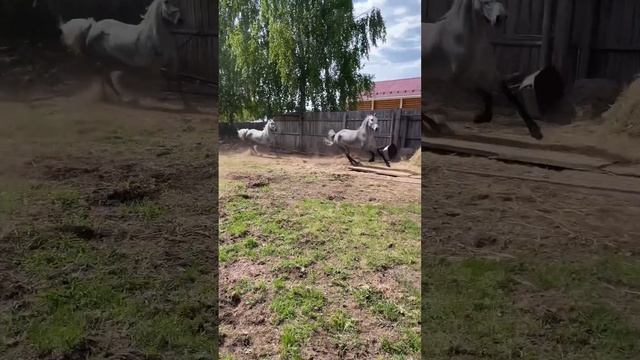 Мои красавицы - Йошкар Ола. Продажа лошадей орловской породы . Подробности 89632394105 ватсап смотреть онлайн
