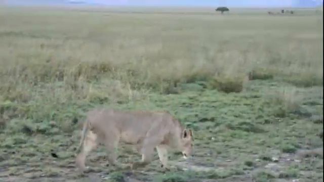 Танзания Сафари в Серенгети Львица села на попу смотреть онлайн