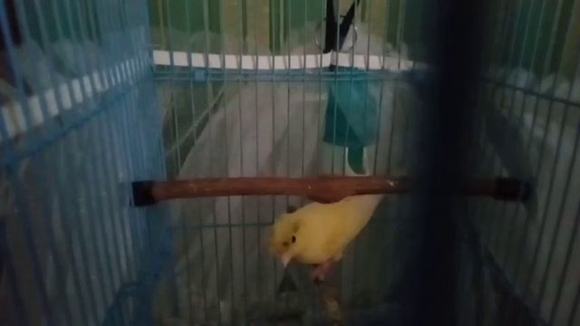 Почему не поет кенар? Чем кормить гибридов? Ответы. смотреть онлайн