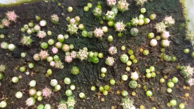 Gymnocalycium cacti from seeds by KADAMA PUMICE STONE 08.2020) смотреть онлайн