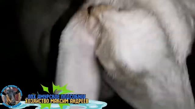 Коза Марта окотилась. И немного о другом. смотреть онлайн