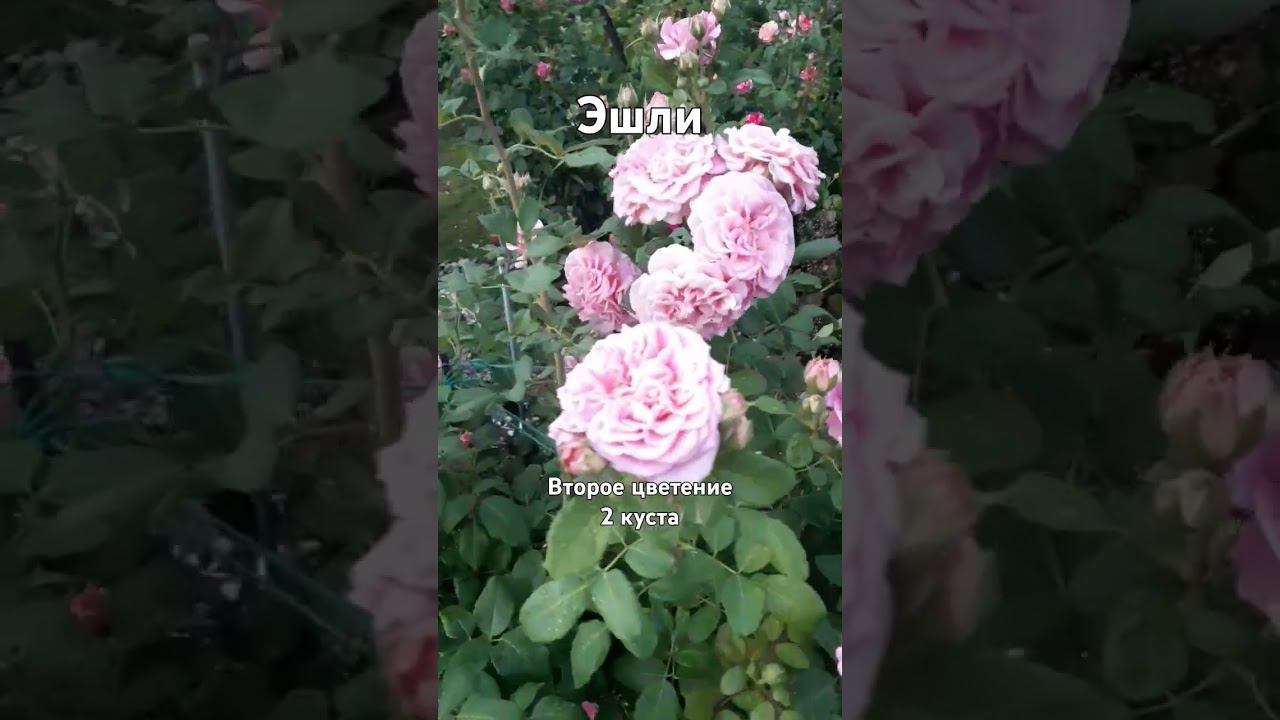 второе цветение Эшли смотреть онлайн