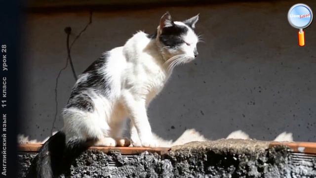 Английский язык 11 класс (Урок№28 - Problems in an neighbourhood.) смотреть онлайн