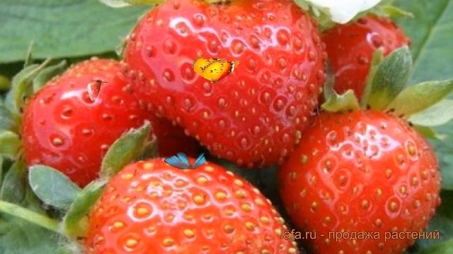 Земляника садовая Свит Эви (sweet Eve) ? обзор: как сажать, саженцы земляники Свит Эви