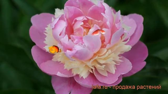 Пион травянистый Сорбет (paeonia sorbet) ? пион Сорбет обзор: как сажать рассада пиона Сорбет смотреть онлайн