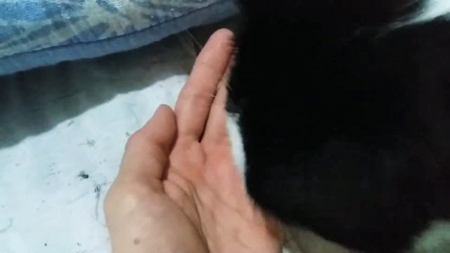 Лакомство для кота МНЯМС лосось. смотреть онлайн