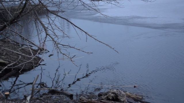 Бобр и ондатры на маленьком озере зимой. смотреть онлайн