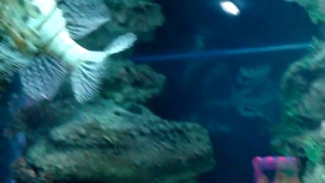 Рыба-зебра (Pterois volitans) смотреть онлайн