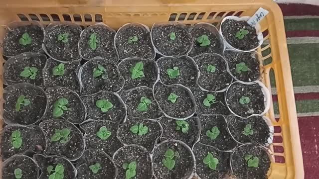 Пикирую Сальвию от Садов России и от Семена Алтая. Также из самосборных семян. смотреть онлайн