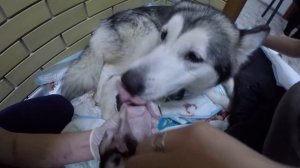 Маламут рожает щенков / роды у собаки / malamute gives birth to puppies