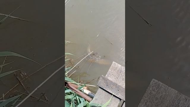 сазан нерестится смотреть онлайн