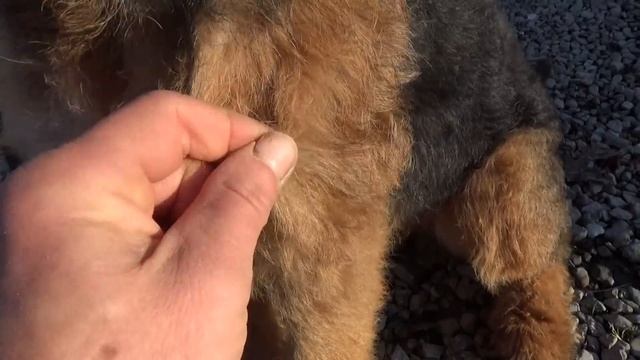 Airedale Terriers - The Dogs With The Waggiest Tails смотреть онлайн