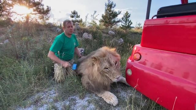 Льву Султану СДЕЛАЛИ ПРИЧЕСКУ чтобы его львицы любили ))) смотреть онлайн